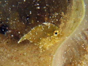 Acreichthys tomentosus, Padina australis