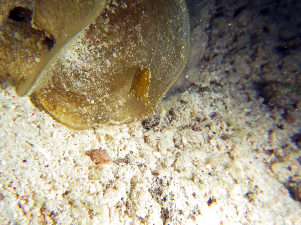 Acreichthys tomentosus, Padine australis