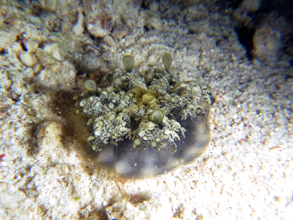 Cassiopea andromeda