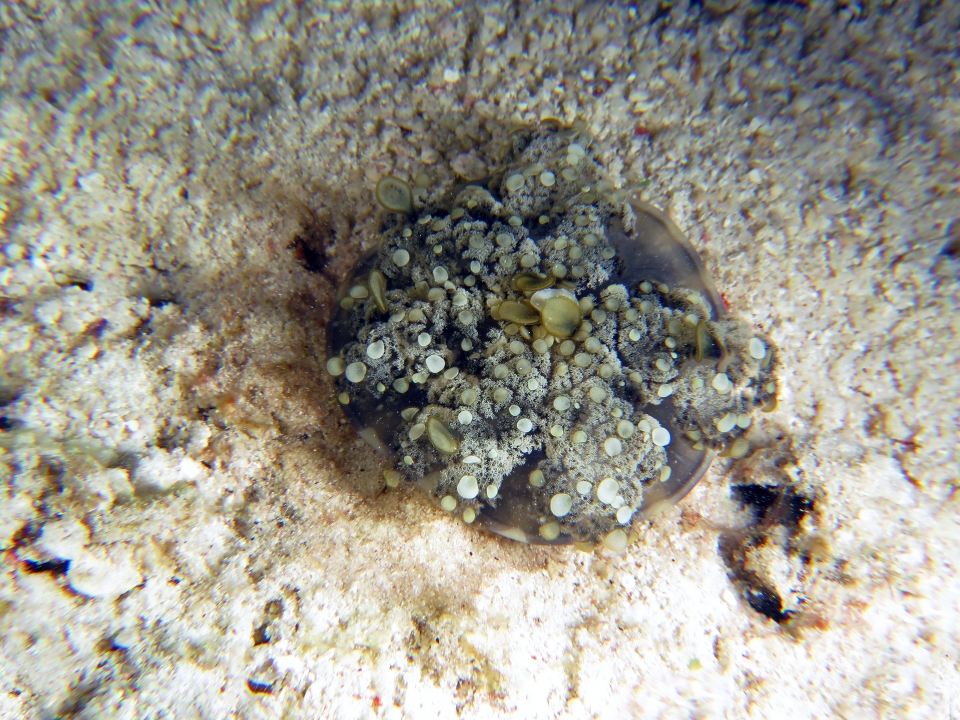 Cassiopea andromeda