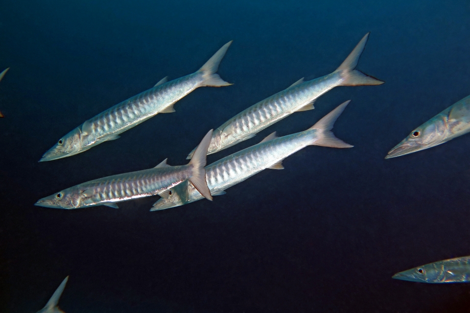 Sphyraena putnamae