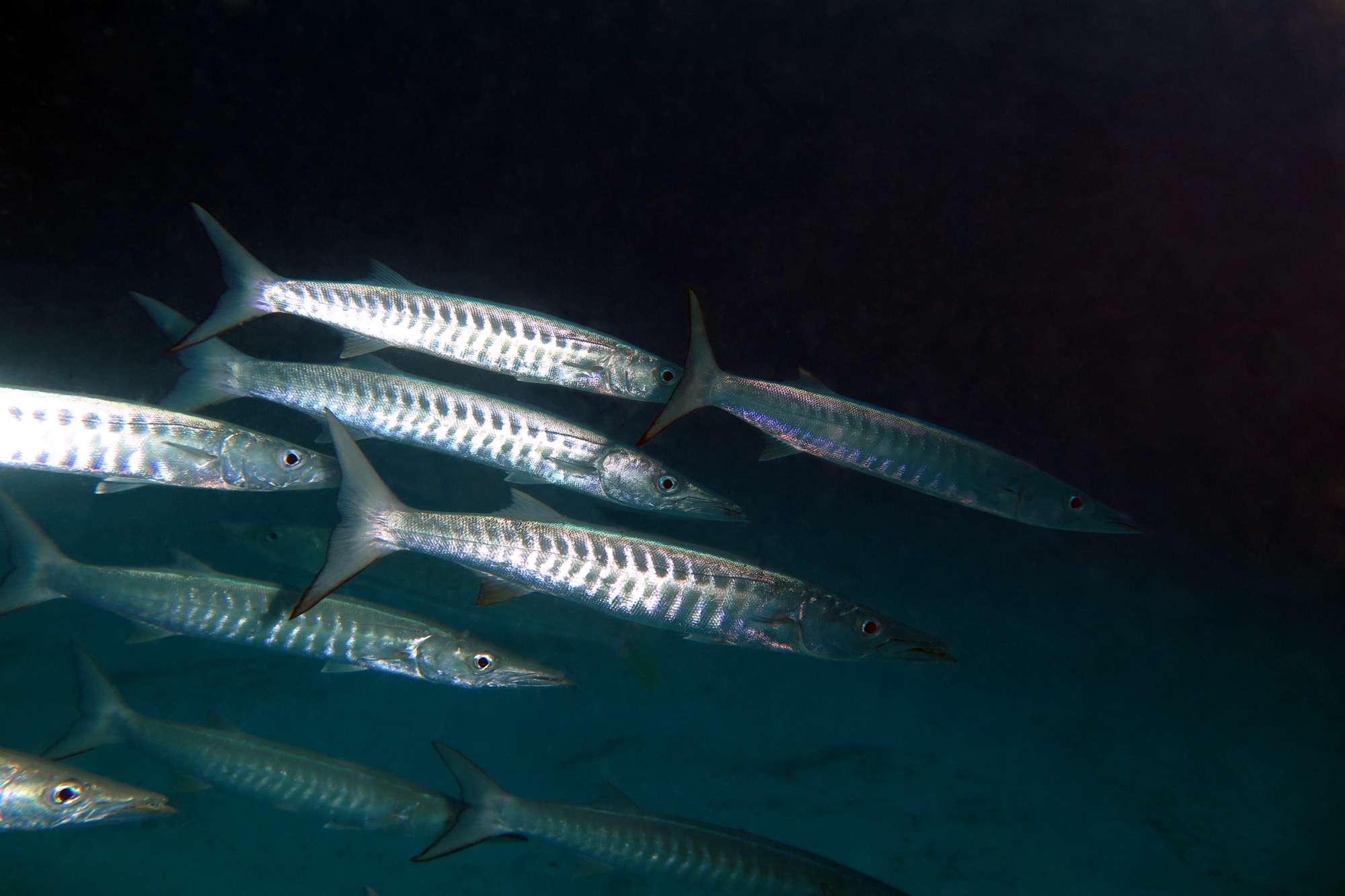 Sphyraena putnamae