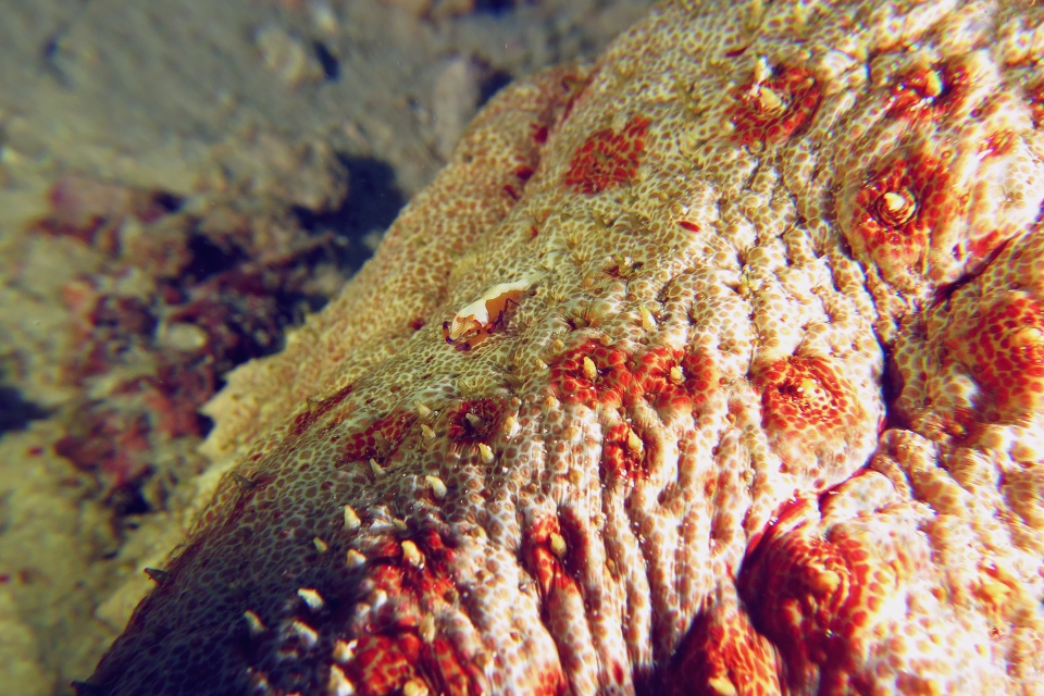 Thelenota anax, Zenopontonia rex