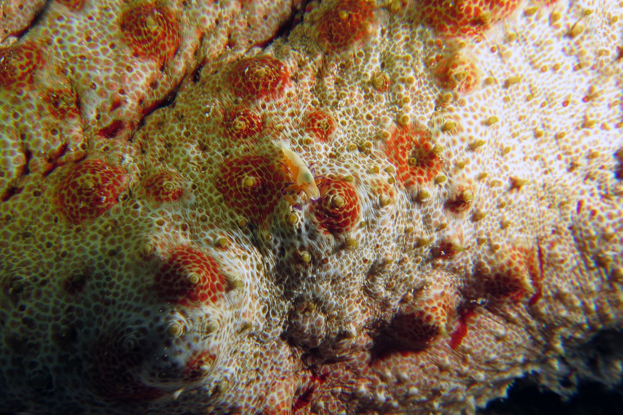 Thelenota anax, Zenopontonia rex