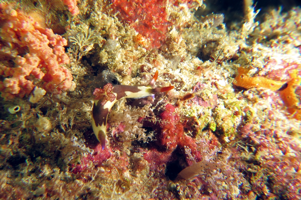 Nembrotha purpureolineata