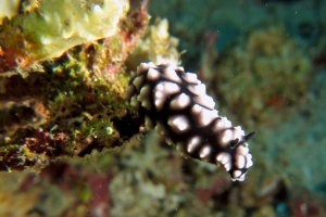 Phyllidiella pustulosa