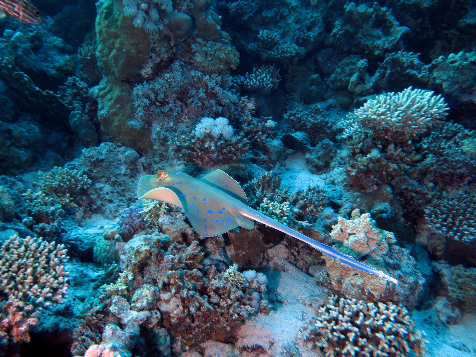 Taeniura lymma