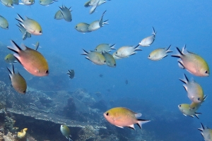 Chromis scotochiloptera