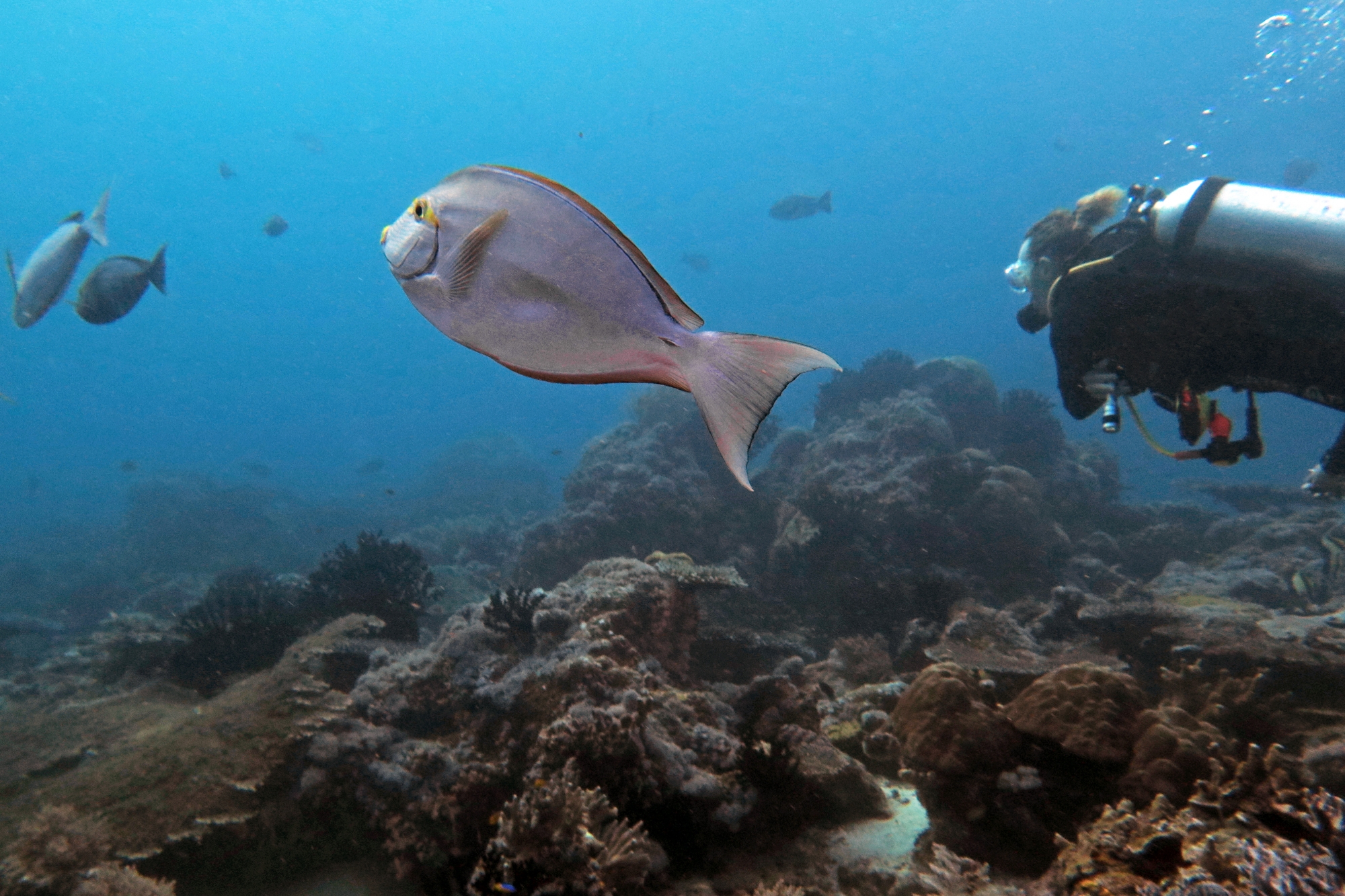 Acanthurus mata
