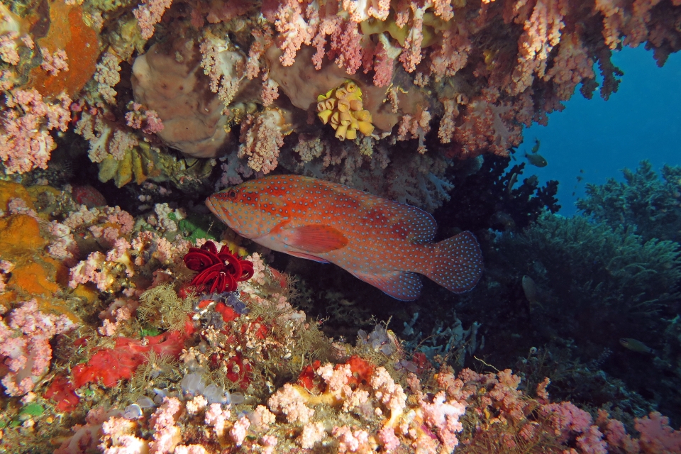 Cephalopholis miniata, Helcogramma striata