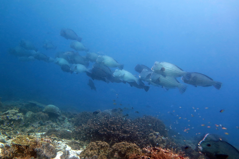 Bolbometopon muricatum