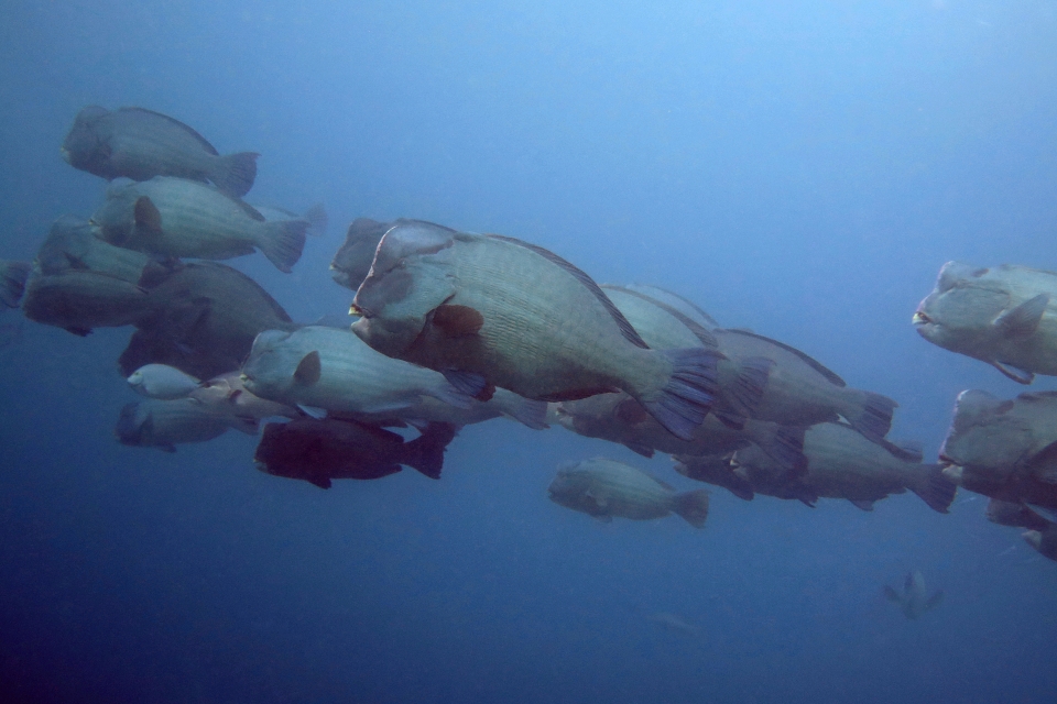 Bolbometopon muricatum, Acanthurus mata