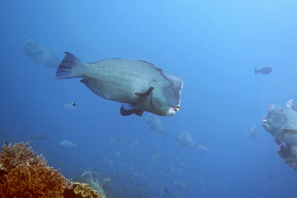 Bolbometopon muricatum