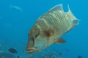 Bolbometopon muricatum, Cheilinus undulatus