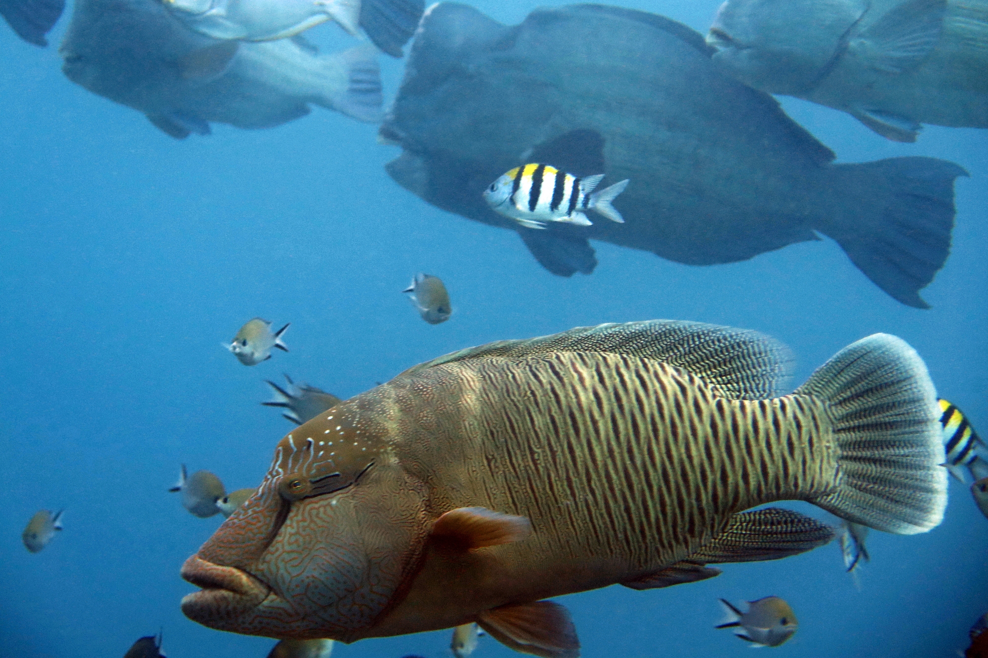 Bolbometopon muricatum, Cheilinus undulatus, Abudefduf vaigiensis, Chromis scotochiloptera