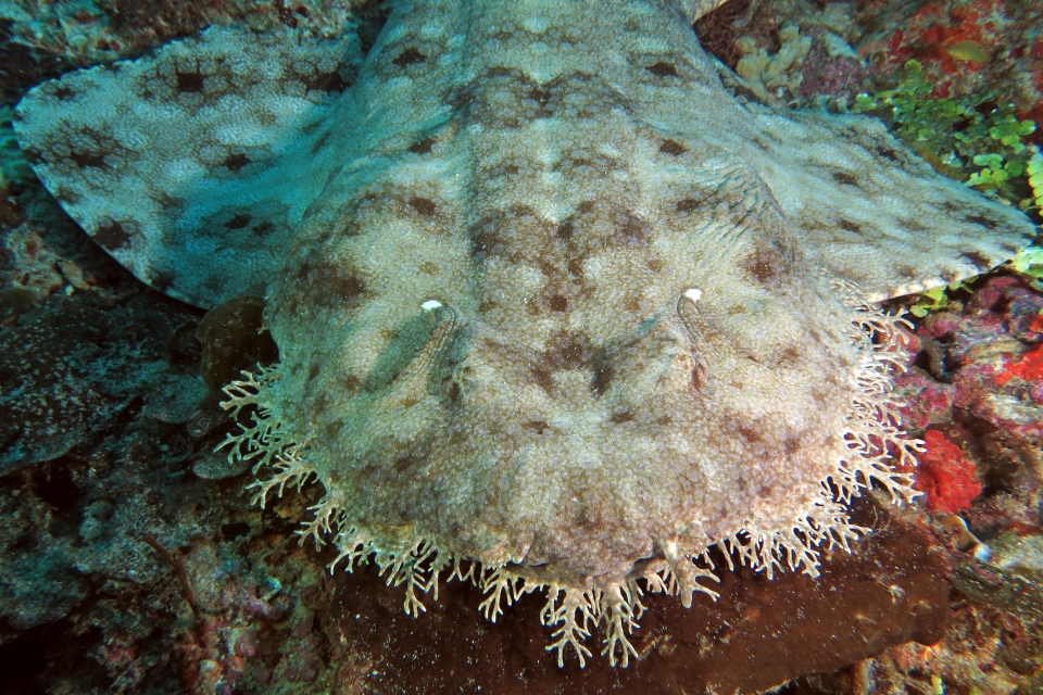 Eucrossorhinus dasypogon