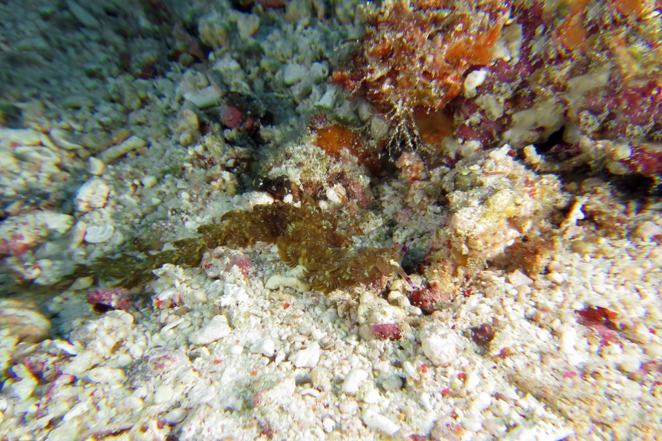 Pteraeolidia semperi