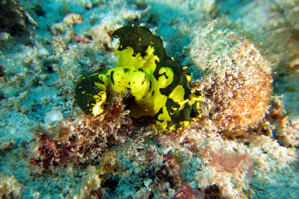 Notodoris gardineri