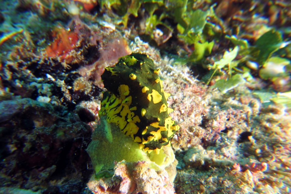 Notodoris gardineri, Pericharax heterographis