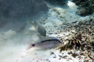 Parupeneus barberinus, Choerodon anchorago