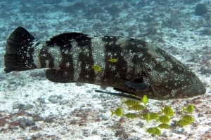 Epinephelus malabaricus, Gnathanodon speciosus, Echeneis naucrates