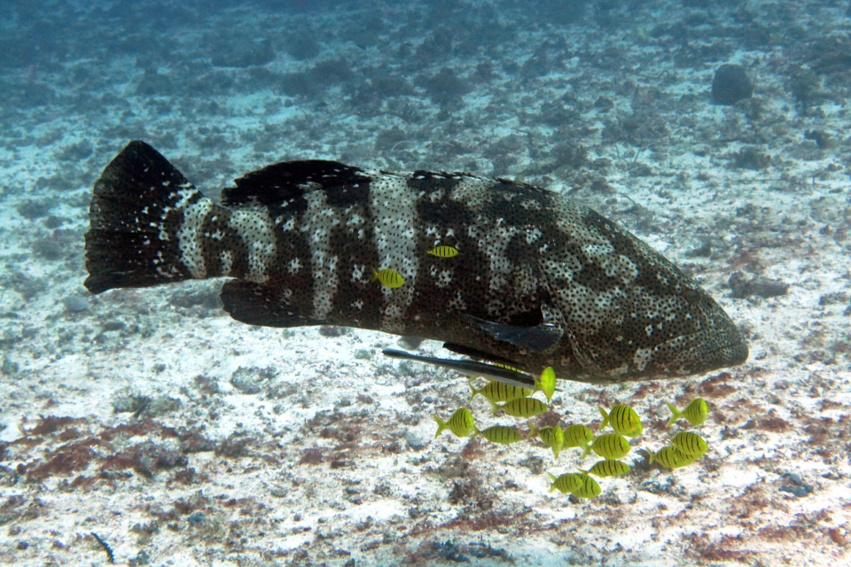 Epinephelus malabaricus, Gnathanodon speciosus, Echeneis naucrates