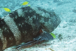 Epinephelus malabaricus, Gnathanodon speciosus, Echeneis naucrates