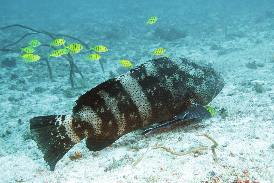 Epinephelus malabaricus, Gnathanodon speciosus, Echeneis naucrates