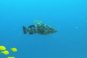 Epinephelus malabaricus, Gnathanodon speciosus, Echeneis naucrates