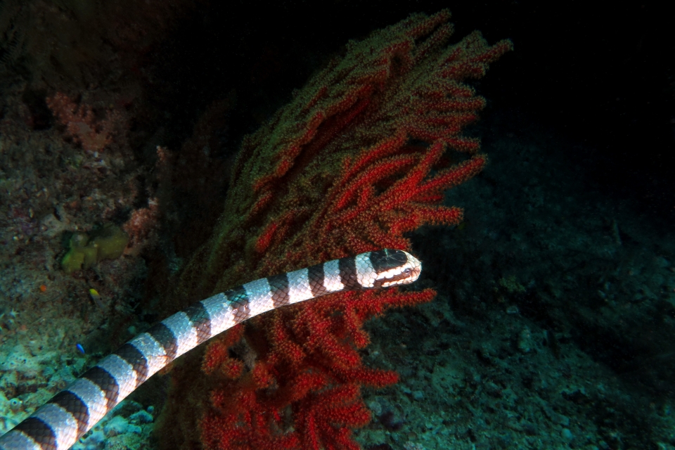 Laticauda colubrina