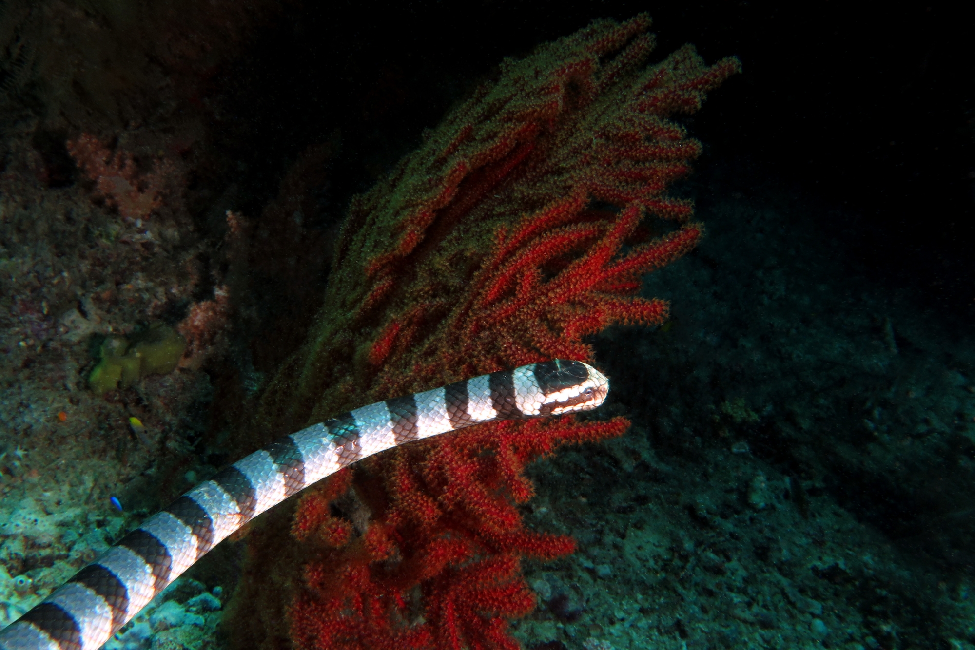 Laticauda colubrina