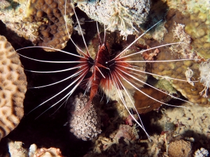 Pterois radiata