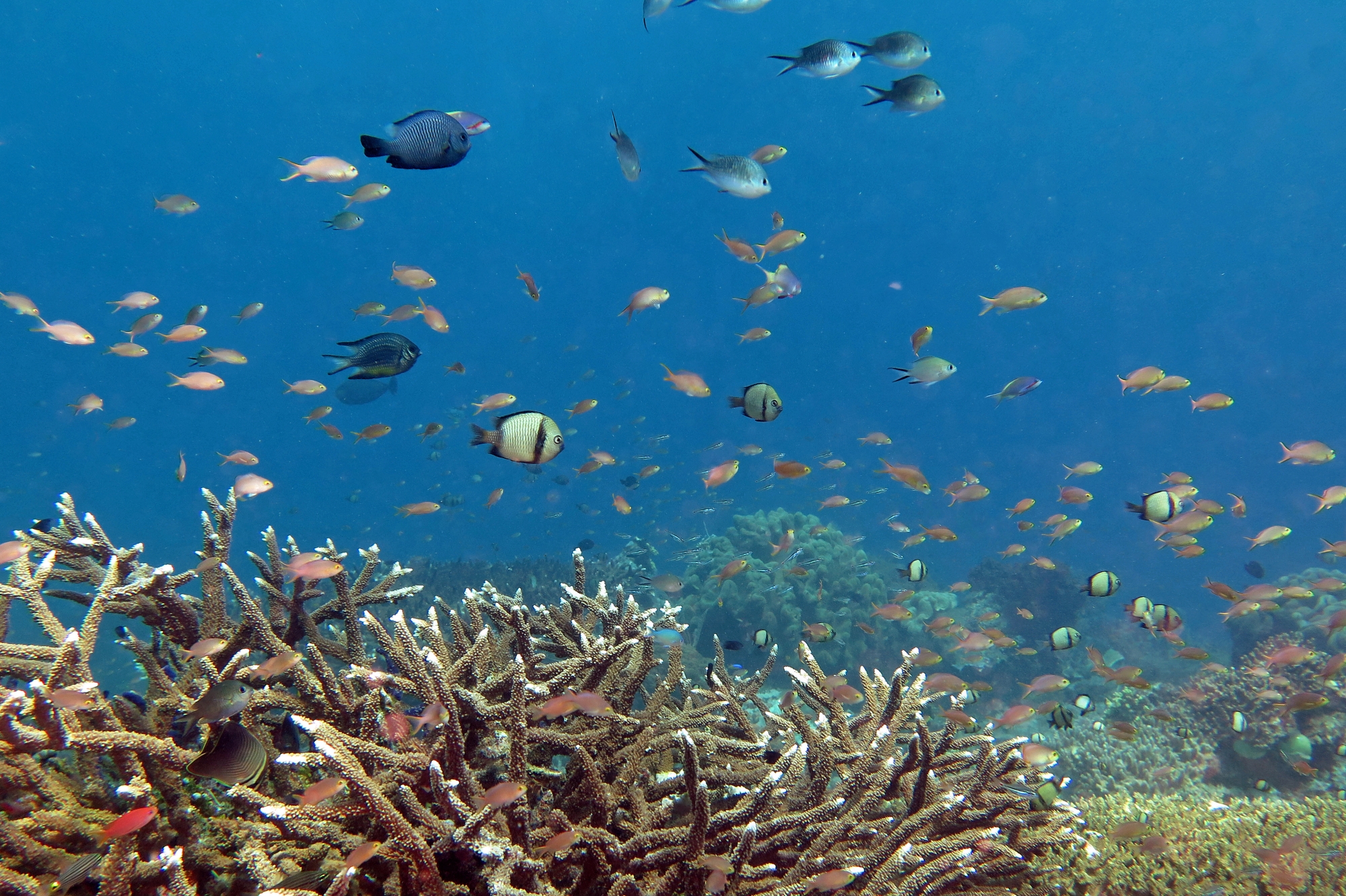 Pseudanthias huchtii, Chromis ternatensis, Dascyllus reticulatus et autres