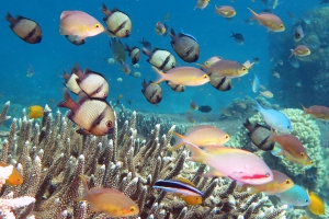 Pseudanthias huchtii, Chromis viridis, Dascyllus reticulatus, Pomacentrus moluccensis, Labroides dimidiatus