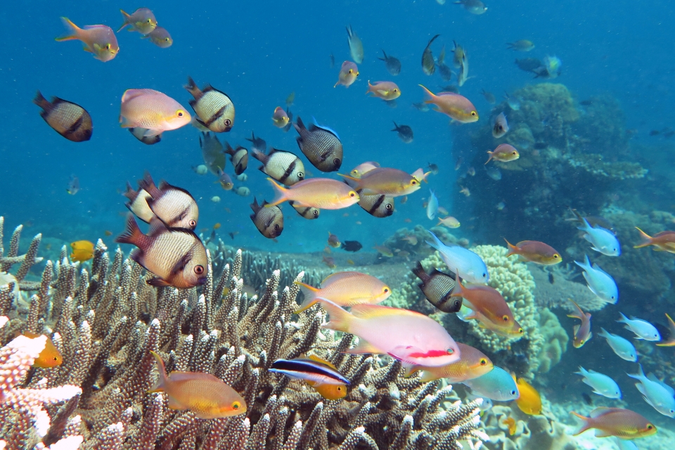 Pseudanthias huchtii, Chromis viridis, Dascyllus reticulatus, Pomacentrus moluccensis, Labroides dimidiatus