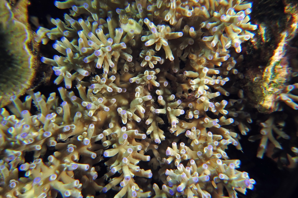 Corail Acropora