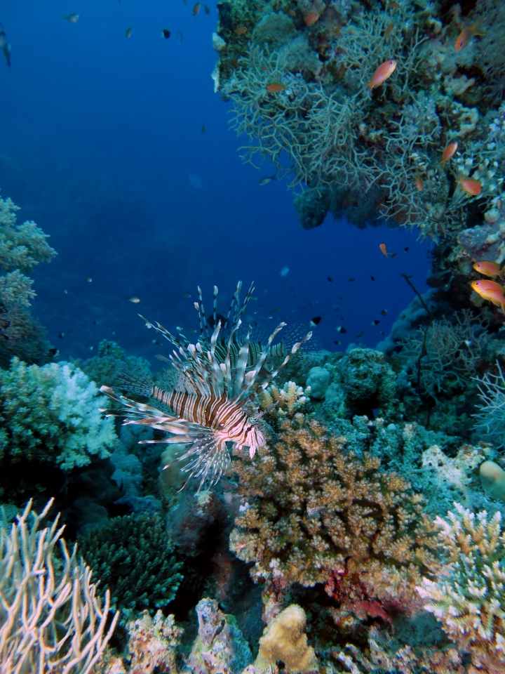 Pterois miles