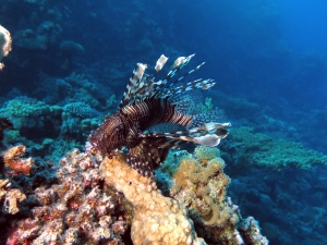 Pterois miles