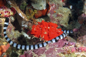 Laticauda colubrina