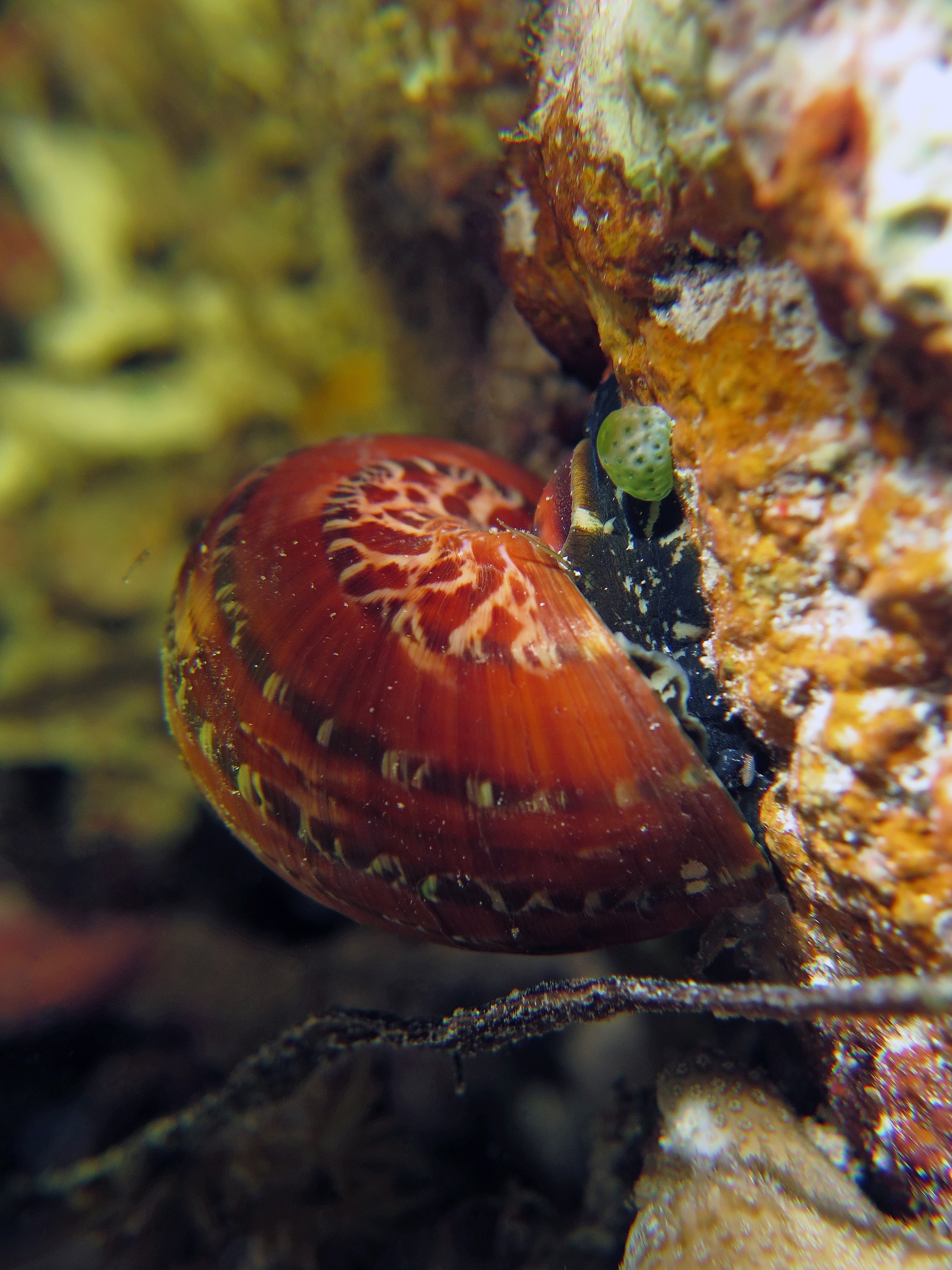 Turbo petholatus