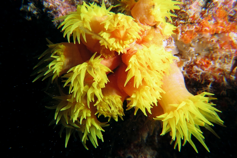 Cladopsamia gracilis ou Tubastraea coccinea