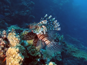 Pterois miles