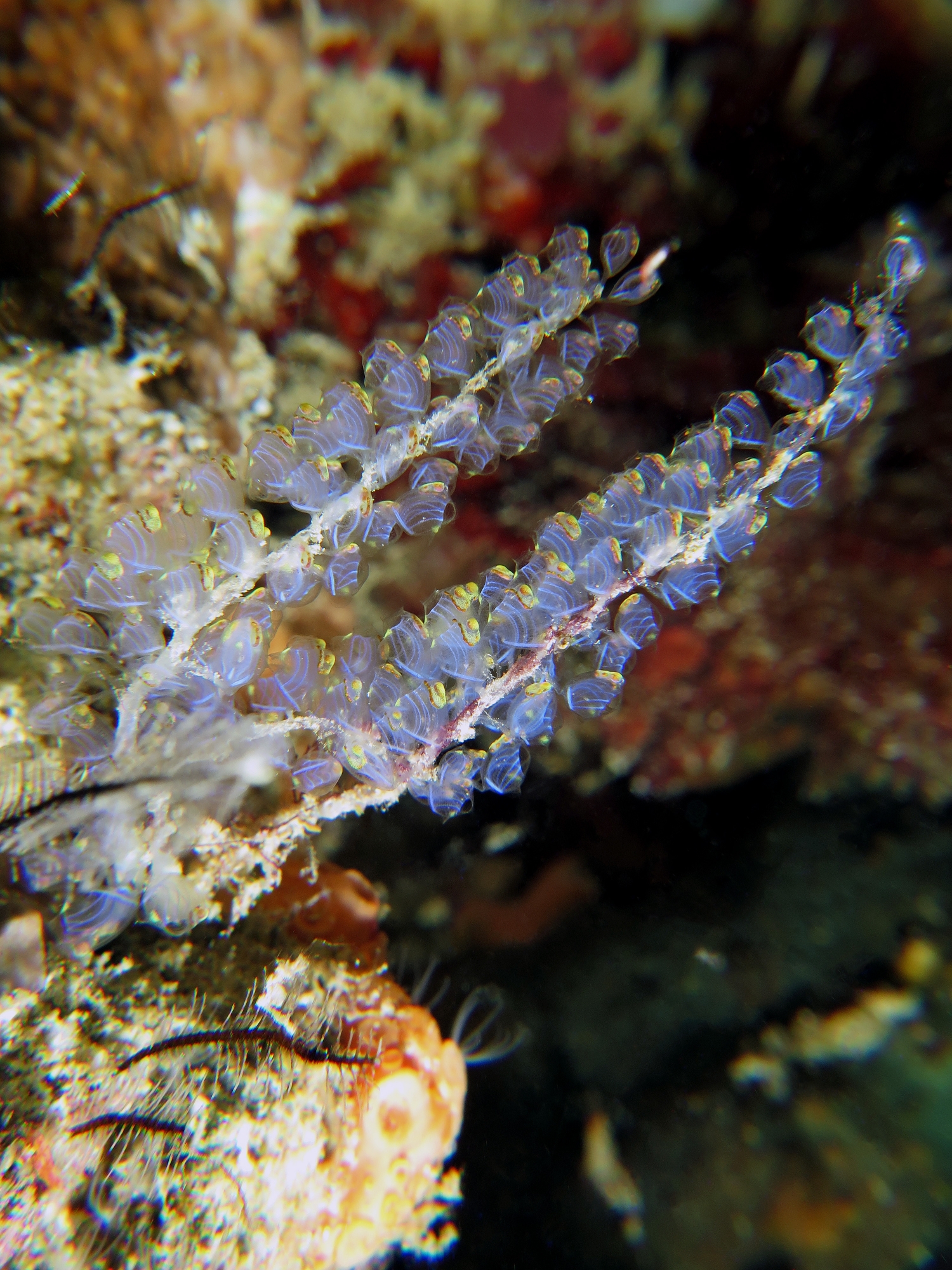 Perophora namei