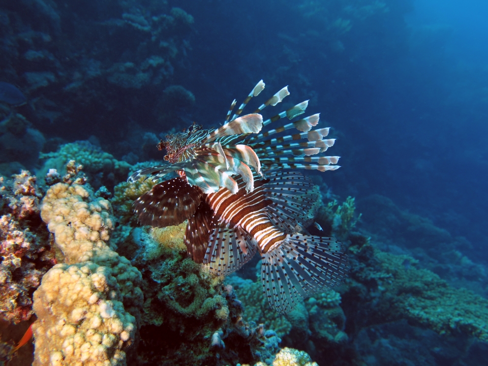 Pterois miles