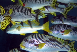 Plectorhinchus lineatus, Lutjanus carponotatus