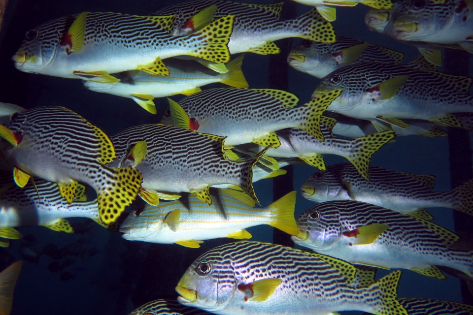 Plectorhinchus lineatus, Lutjanus carponotatus