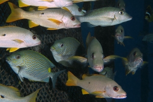 Lutjanus monostigma, Siganus lineatus, Lethrinus obsoletus