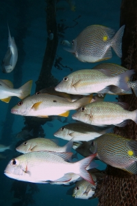 Lutjanus monostigma, Siganus lineatus, Lethrinus obsoletus, Monotaxis grandoculis