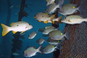 Lutjanus monostigma, Siganus lineatus, Lethrinus obsoletus, Monotaxis grandoculis