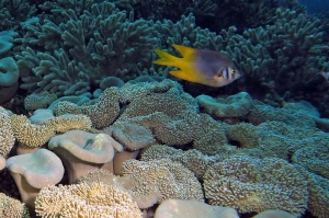 Neoglyphidodon nigroris, Sarcophyton crassocaule